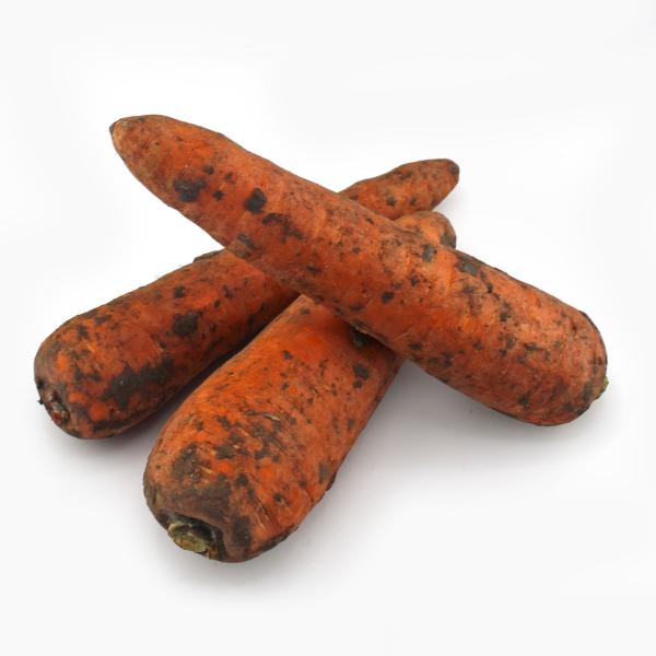 Морковь Россия