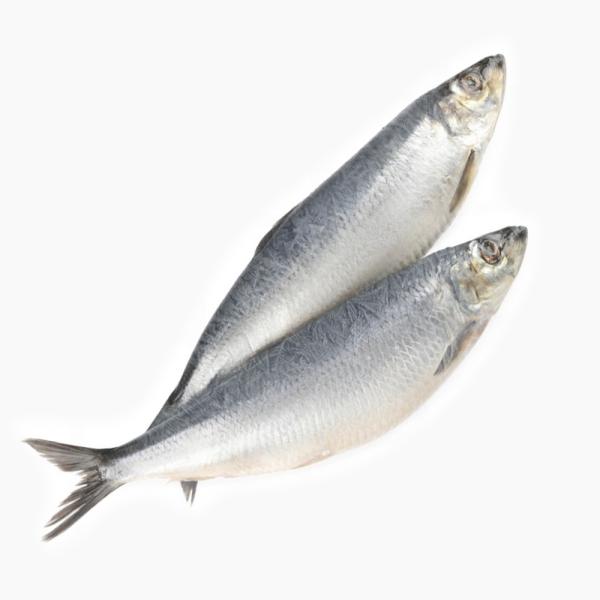 Сельдь олюторская свежемороженная