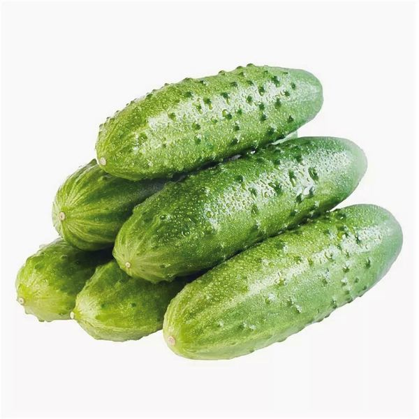 Огурцы тепличные