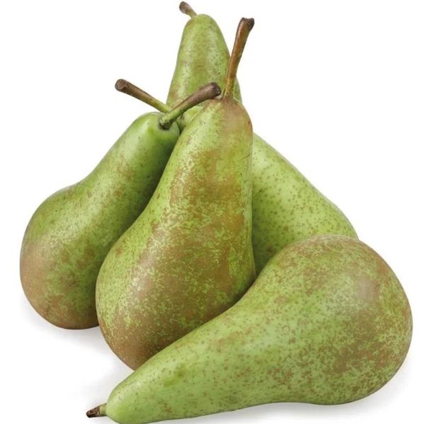 Груша Конференц