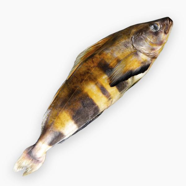 Терпуг курильский свежемороженный