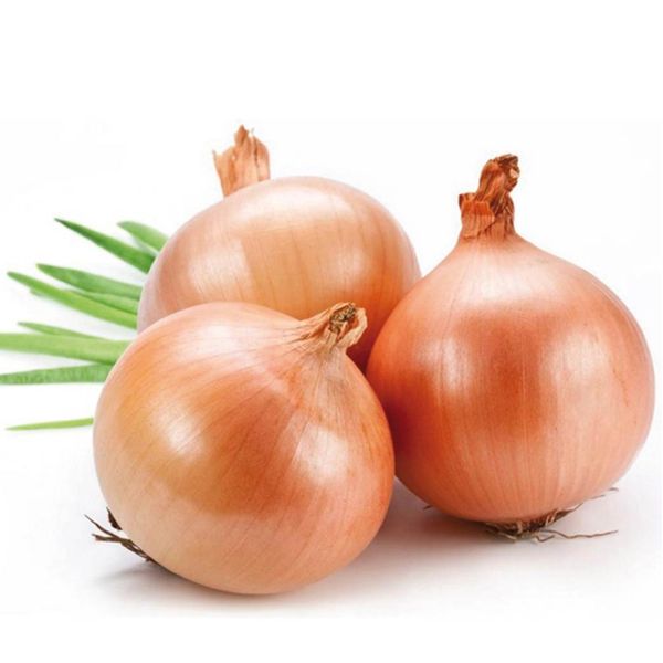 Лук репчатый