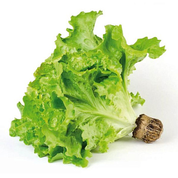 Салат листовой 150гр