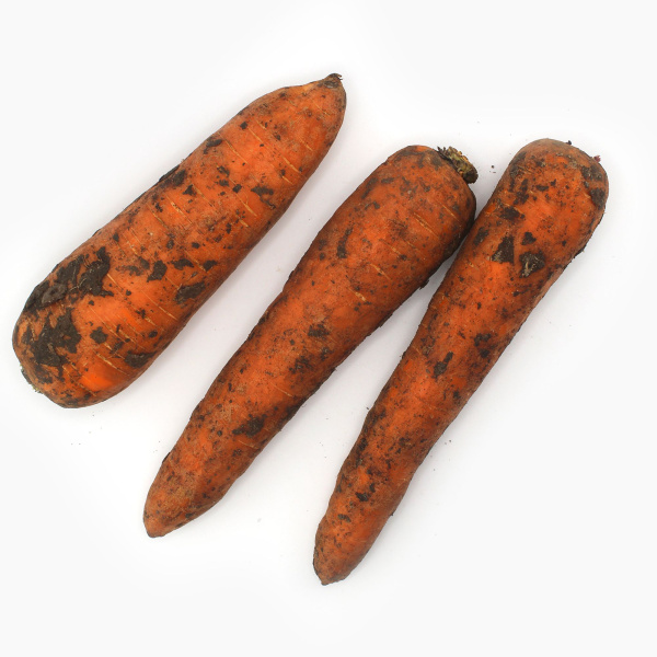 Морковь Россия