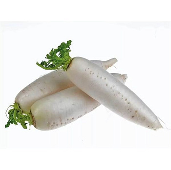 Редька Дайкон