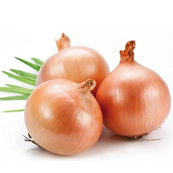 Лук репчатый
